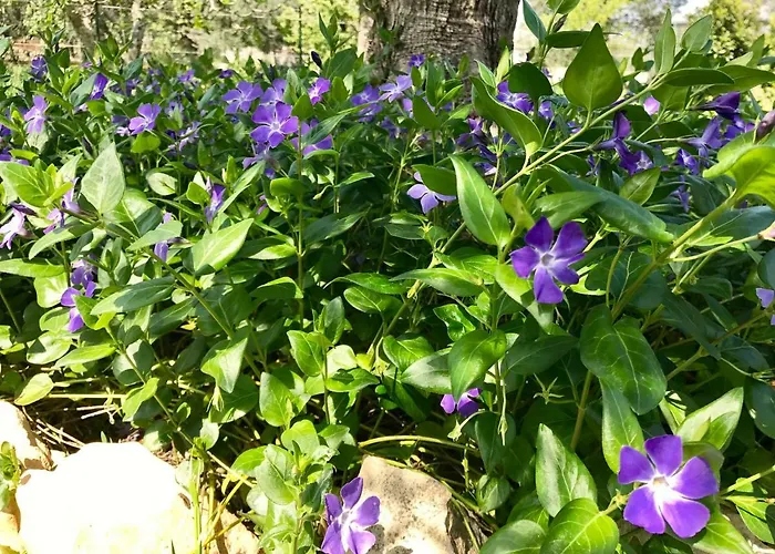 Il Trullo Di Giulietta Bed & Breakfast 3*