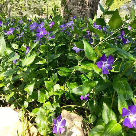 Il Trullo Di Giulietta Bed & Breakfast 3*